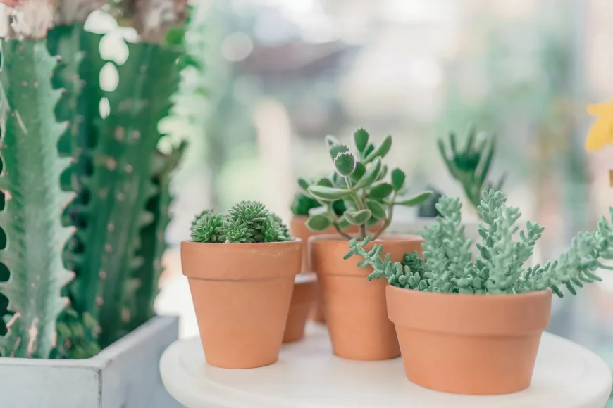 BAC-Online-Hoeveel-water-hebben-mijn-planten-nodig.jpg